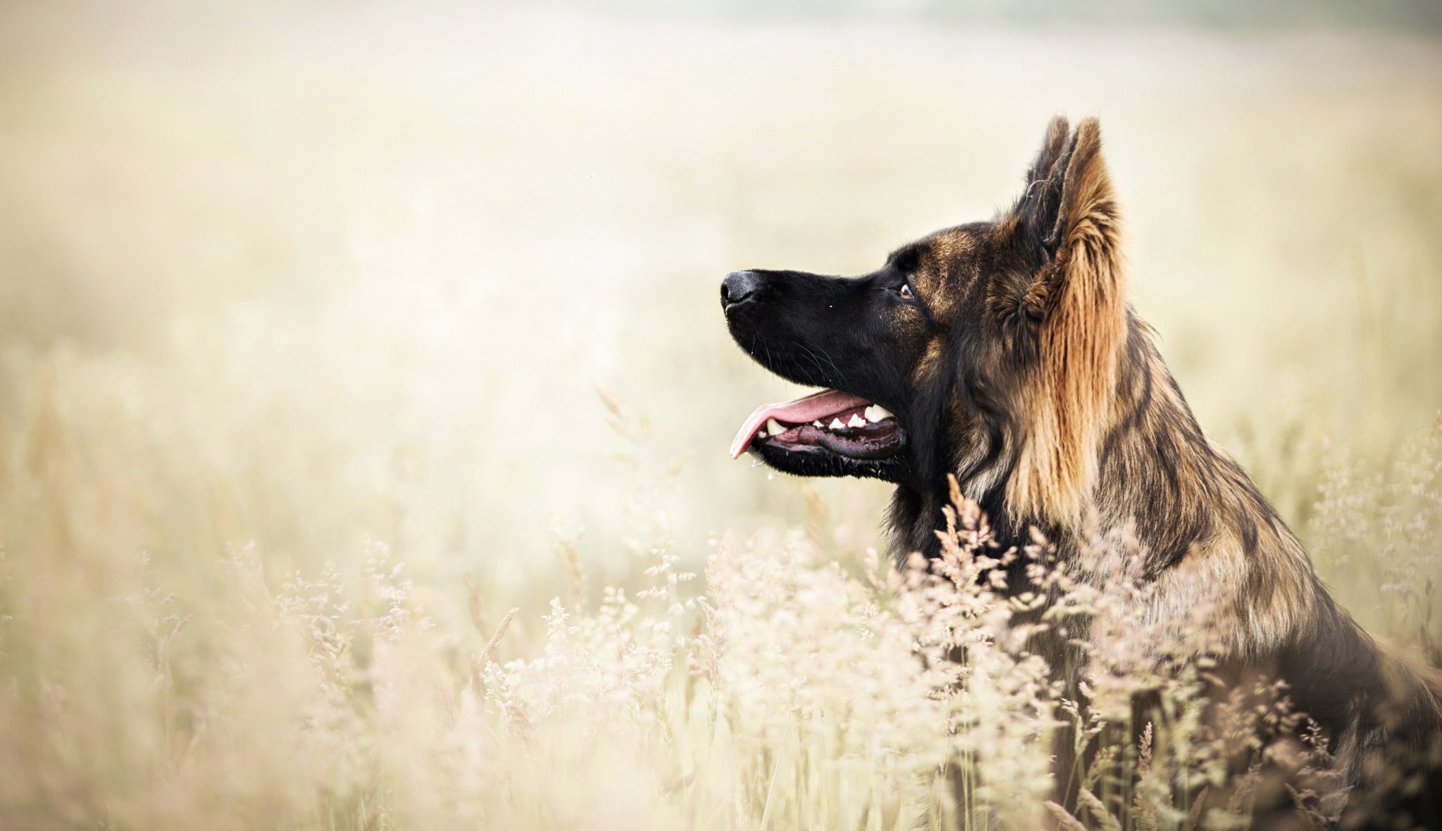 Взыскание ущерба при укусе собаки в Барде