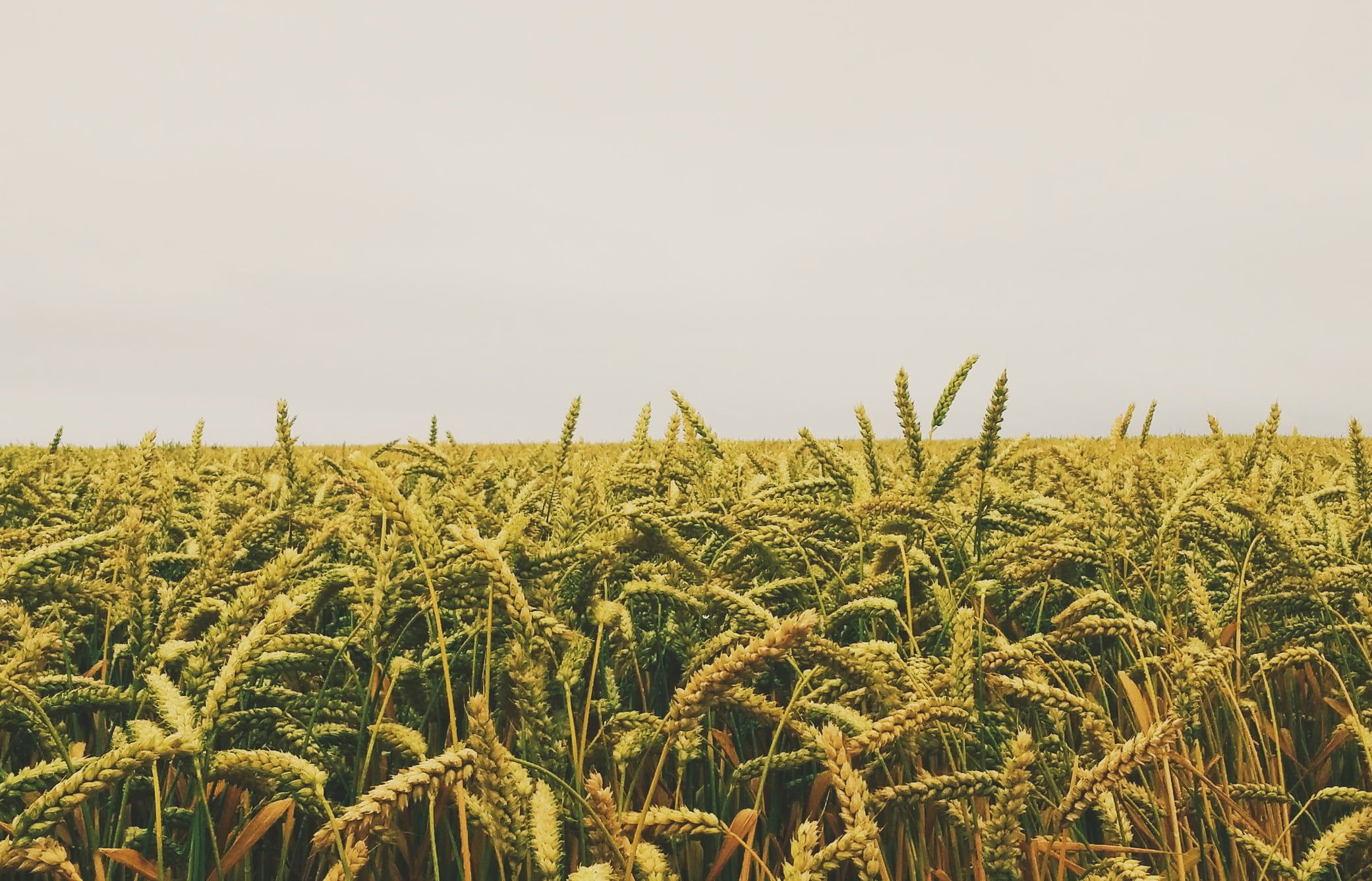 Юрист по земельным спорам в Барде. Услуги земельного юриста.